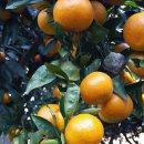 사랑농장 이미지