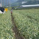 로타리철물 | 마늘쫑, 꼭 뽑아야 할까요? 수확량과 품질을 결정짓는 핵심 작업