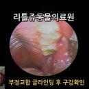 리틀쥬동물의료원 이미지