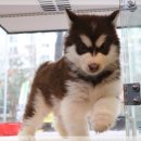 동물사랑애견샵 이미지