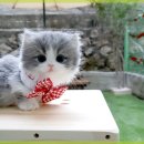 광주캐터리 이미지