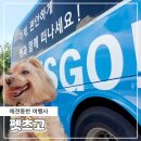 펫츠고트래블 | 1인가구 뚜벅이도 쉬운 여행이 가능한 애견동반 여행사 펫츠고트래블