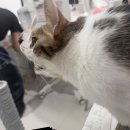 내안애음악학원 | 그럼 그냥 9월 진행할게요…