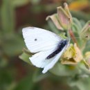 피자먹다 계림점 이미지