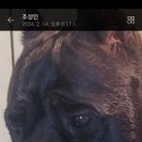 킹덤 카네 이미지