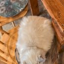 광려천변 힐링산책로 | 수원 광교 고양이 카페 소풍 광교카페거리 데이트