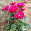 교동시장 2 이미지