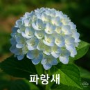 파랑새플라워