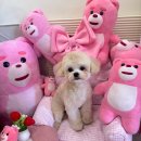 멍헤어 애견미용실 | 한마리에 두명미용사 스트레스최소화 1등 자매가 운영하는 프리미엄 대구수성구 애견미용실 멍멍블리 후기