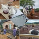 푸른비목장 | 제주카페# 승마, 이색자전거체험에 맛있는 디저트까지 성산카페 목장카페 밭디 방문후기