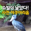 공룡카부분정비 | 사천 아라마루 아쿠아리움, 아이와 케이블카 BIG2 통합권으로 다녀온 후기