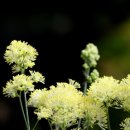 행복을다리는집 이미지