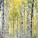 자작나무숲 주차장 이미지