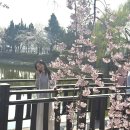 창녕 남산근린공원 | 🌸경남 창녕 벚꽃 명소 추천🌸 영산 연지못, 만년교, 남산근린공원, 만옥정 공원