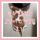 티플러스동물메디컬센터 | 청주율량동동물병원 고양이 스케일링 사전 건강검진 비용 및 발치 후기