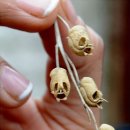 해골농장 이미지