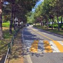 이팝나무길 이미지