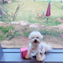 퍼피맘마 이미지