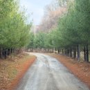 핏들캠핑장 | 천안근교캠핑장 추천, 도심 속 강원도 산골 숲속캠핑장 느낌! 서리실힐링가족캠핑장 후기