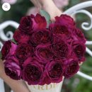 오리엔티스 | 이 식물이 사고싶어 리스트 5