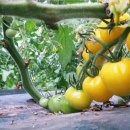 연우농장 이미지