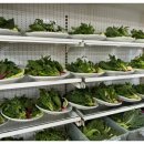 우럭농장 이미지