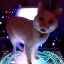 나의 집사 이미지