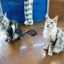 테이블에이 이미지