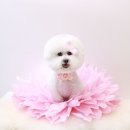 원 그루밍 이미지