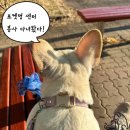 포켓불독 | 깔뚱아가들 가족찾아요! 포켓멍센터 봉사 후기!