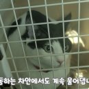 고양이 수술비 290만원 전발치 후기 이미지