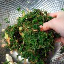 들풀 비빔밥 이미지