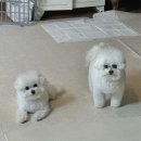 베비댕 이미지
