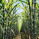 달콤한 푸른농장 이미지