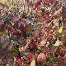 파인트리하우스 이미지