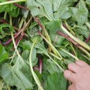 새순1농장 이미지