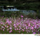 용천리 곡강천 네이버블로그