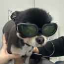 흑석24시동물병원 | 산곡 나무 동물병원 24시 슬개골 내돈내산 수술 후기