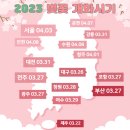 고색 산업단지2_솔대축구장 | 2023 벚꽃 개화시기, 올해는 벚꽃 축제 어디로 가볼까? - GUHG