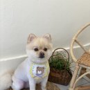 아미고펫 이미지