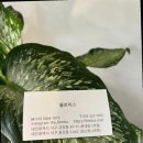 용문꽃집