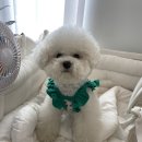 슈슈마벨 네이버블로그