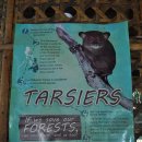 세계에서 가장 작은 원숭이인 안경원숭이(Tarsier) 보호구역 이미지