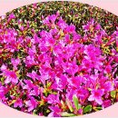 군포-산본-2016 이미지