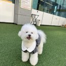 오늘도 신나개 네이버블로그