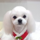 펫살롱 꽃단장 이미지