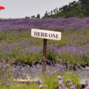 정읍라벤다허브원 HERB ONE 이미지