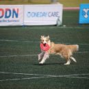 윤선생 애견훈련소 이미지