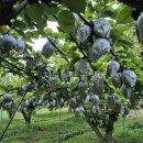 천지배농장 이미지