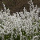 정원본가 이미지